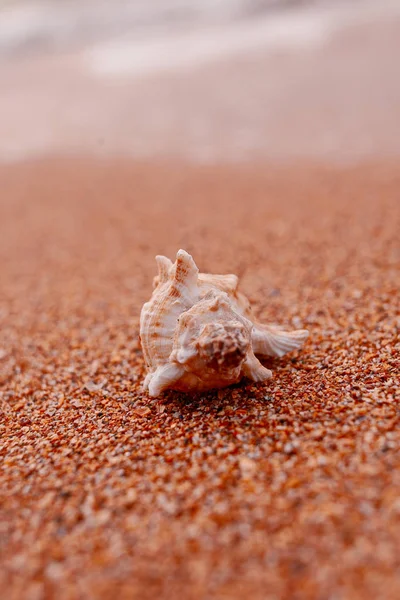 Exótica concha tropical sobre arena gruesa — Foto de Stock