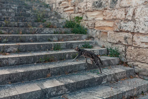 Gatto rognoso che corre verso l'alto — Foto Stock