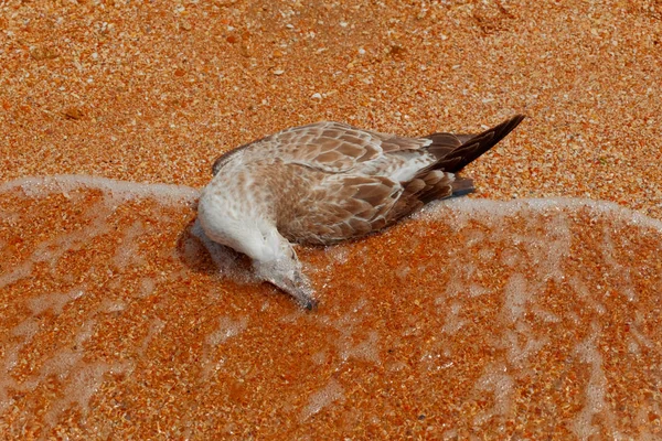 Dead seagull is lying on the sandy beach on the edge of water — Stock Photo, Image