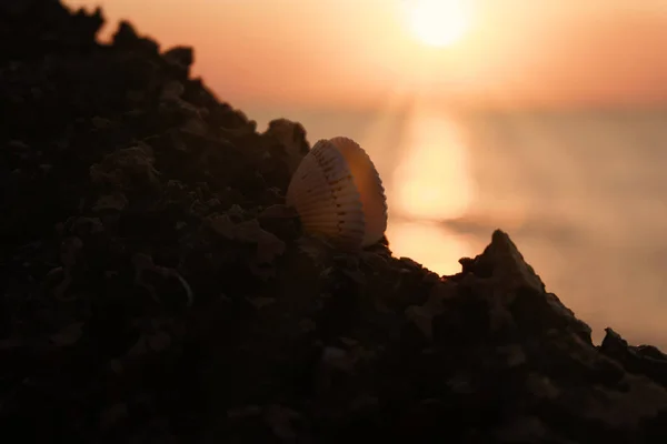 Sea shell with open valves on rock in front of setting sun — Stock Photo, Image