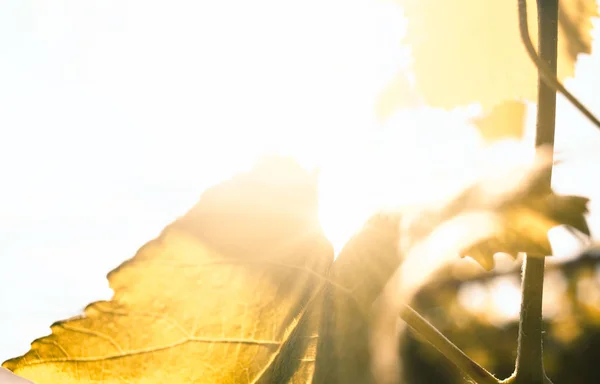 retro color leaves and lens flare. Green Leaves And Natural Sun Rays With Copy-space.
