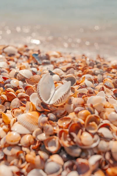 Concha Praia Verão Perto Água Mar Fundo Desfocado — Fotografia de Stock