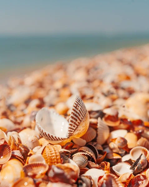 Concha Com Válvulas Abertas Praia Verão Perto Macroimagem Água Mar — Fotografia de Stock