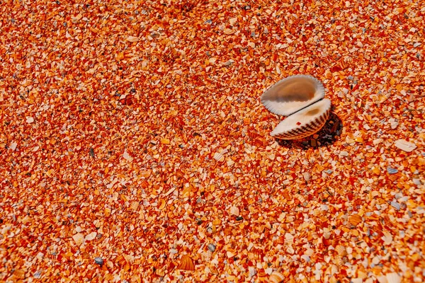 Ouvrir Seashell Sur Plage Été Vue Sur Sable — Photo