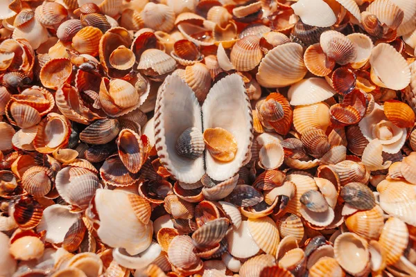 Top View Seashell Open Valves Beach — Stock Photo, Image