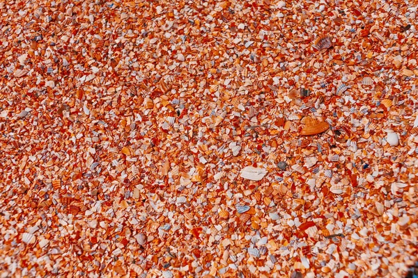 Пляж Моря Покрытый Грубыми Фрагментами Морских Раковин Фона — стоковое фото