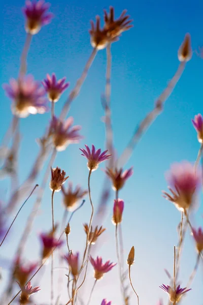 Vue Des Fleurs Sauvages Violettes Dessous — Photo