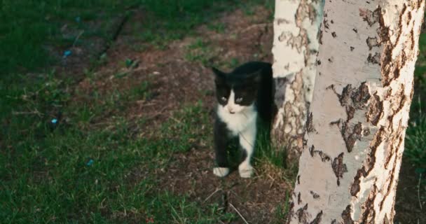 Kociak gra w pobliżu dziennika drzewa. — Wideo stockowe