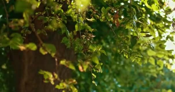 夏日的树叶 温暖的阳光照射着枝条 阳光闪烁着光芒 手持镜头 — 图库视频影像