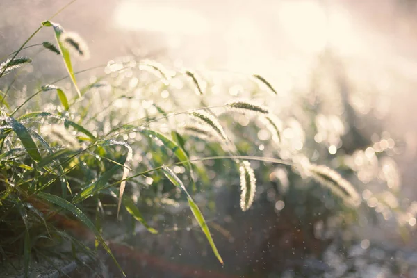 Water sprinkler spraying water over grass in garden on a hot summer afternoon. Backlit watering lawn. Gardening and environment. — Stock Photo, Image