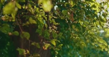 Karaağaç ağaç yaprak yaz gün rüzgar sallama