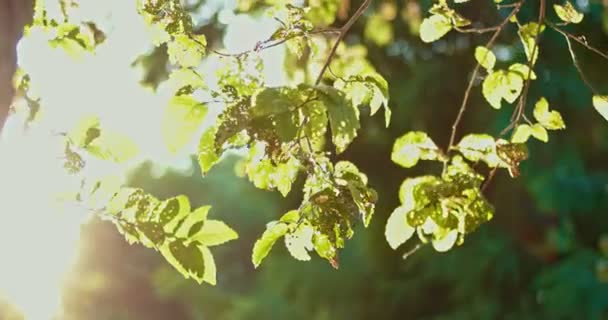 Hinterleuchtete Ulmenzweige mit Blättern — Stockvideo