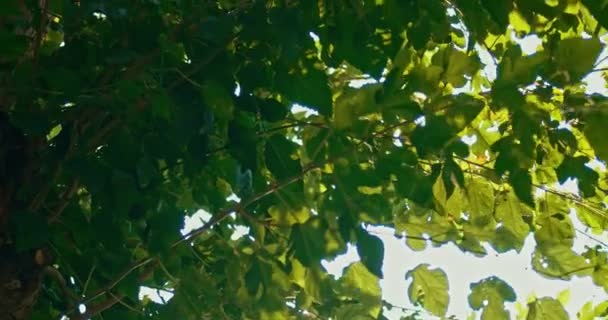 Foliage in summer day — Stock Video
