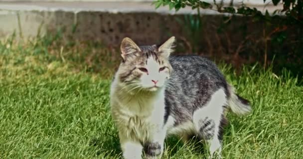 Prise de vue printanière du chat sans abri sur l'herbe — Video