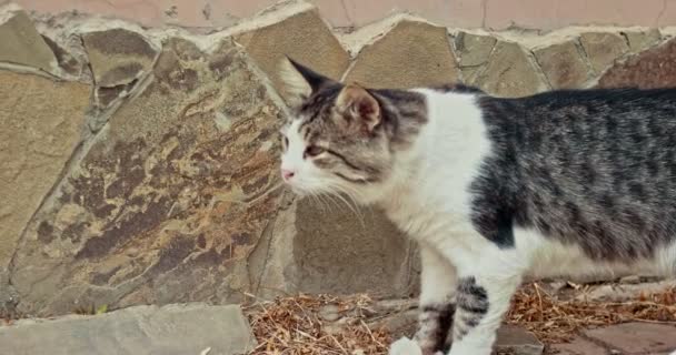 Dakloze kat lopen in de buurt van de muur — Stockvideo