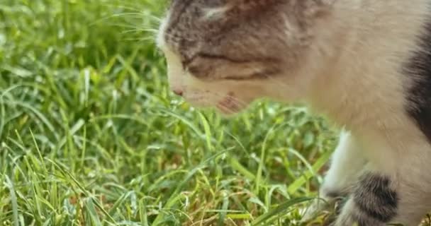 Mestizo gato comer hierba — Vídeos de Stock