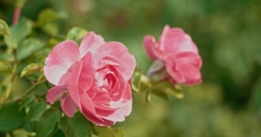 taze pembe gül bahçesinde. Sonbahar zaman rüzgarlı bir günde bir bahçede soluk pembe güller
