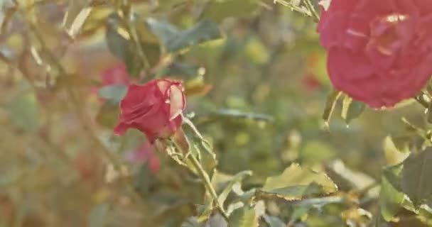 Schöne rote Kletterrosen welken im Herbst im Garten — Stockvideo