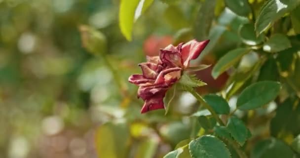 Tiefrote welkende Rose im Garten von Flugzeugen — Stockvideo