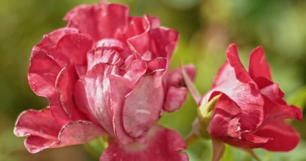 Röd-och-rosa rosor i trädgården i höstens tid — Stockvideo