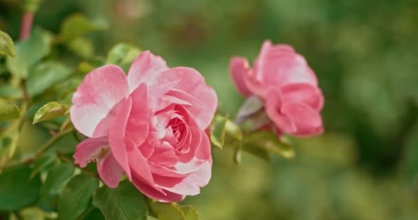 Fräsch rosa rosor i en trädgård. Blek rosa rosor i en trädgård på en blåsig dag i höstens tid — Stockvideo