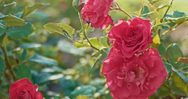 Skadade ros blommor i höstens trädgård på vinden — Stockvideo