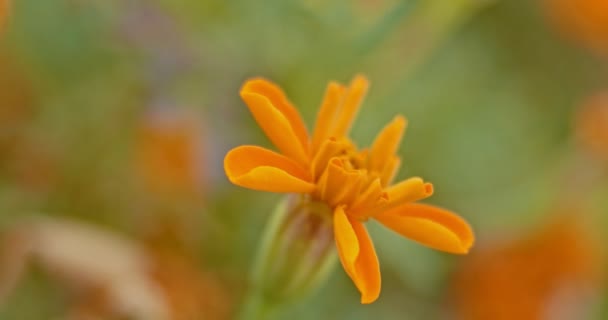 Oranžové zahradní květina na vítr Selektivní ostření — Stock video