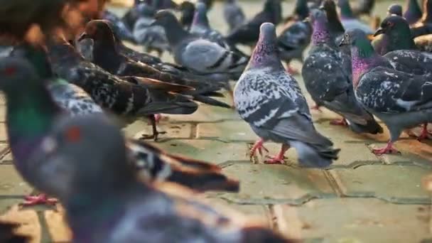 Tauben drängen sich. Stadttaube im Park — Stockvideo