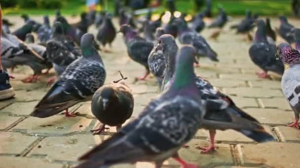 Pombas caminhando na superfície pavimentada. Pombas em câmara lenta — Vídeo de Stock