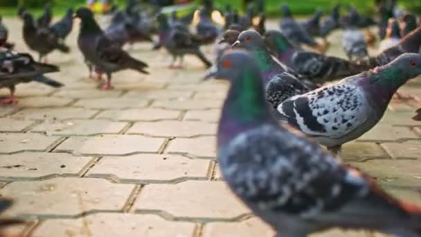 Un sacco di piccioni che camminano nel parco cittadino . — Video Stock