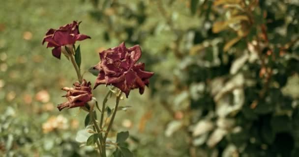 Wilting roses in autumn garden shuttering on the wind — Stock Video