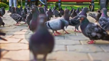 Kalabalık şehir güvercin zemin seviyesine görünümünü kaldırımda