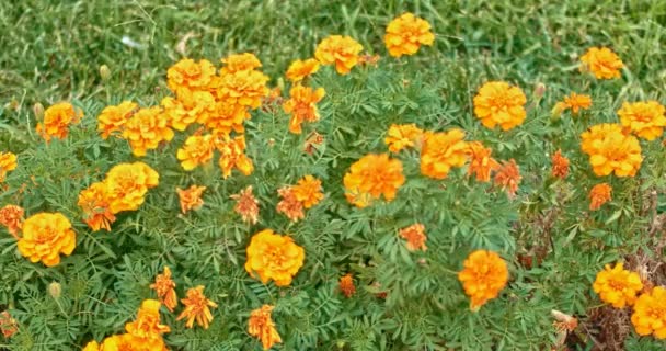 Апельсиновый петуния цветы в саду — стоковое видео