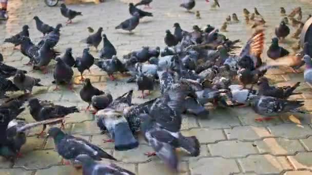 Crowd of city doves feeding on pavement — Stock Video