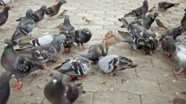 Çok sayıda güvercin ve serçeler için gıda fight