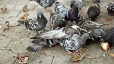 Parkta besleme güvercinler sürüsü