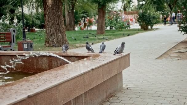 Le colombe sono sedute sul bordo della fontana e le persone che camminano nel parco al rallentatore — Video Stock