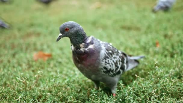 灰色の鳩がスローモーションで公園の草の上を歩く — ストック動画