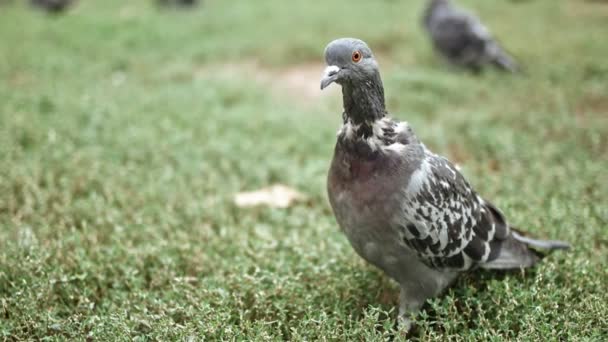 Closeup of pigeon looking at camera — Stock Video