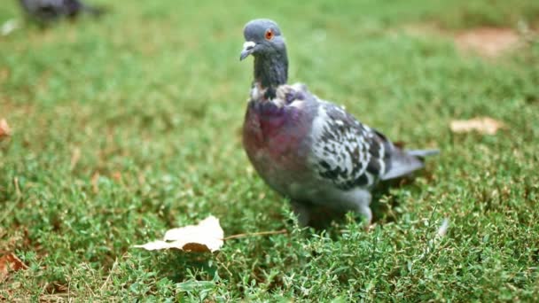 Volně žijících holubů na trávě — Stock video