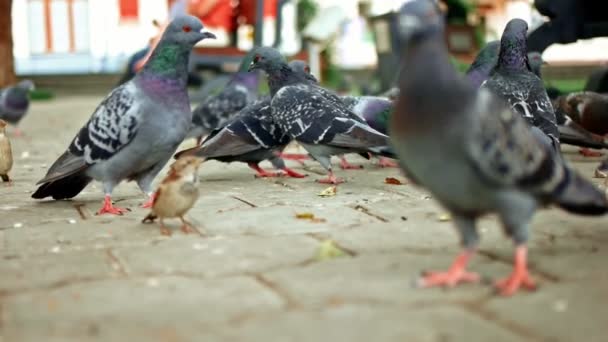 Mnoho volně žijících holubů na chodníku v slomo — Stock video