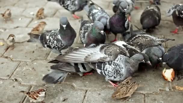 Manada de palomas alimentándose en el parque — Vídeo de stock