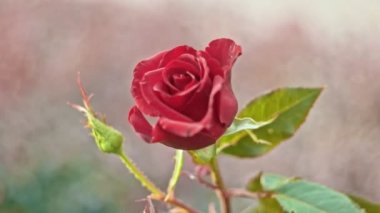 ağır çekimde kırmızı gül