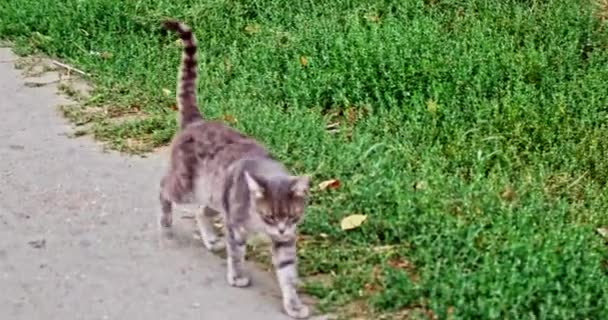 Grijze kat lopen — Stockvideo