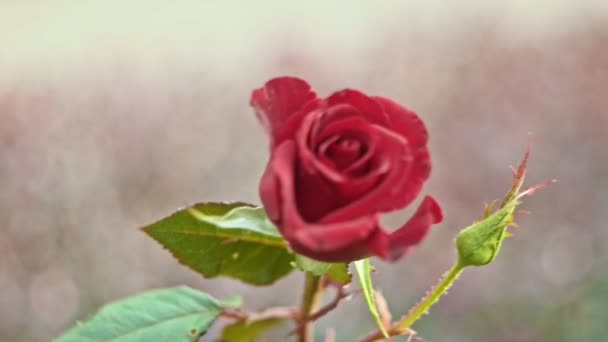 Rose on wind in slow motion — Stock Video