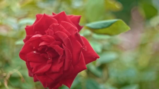 Closeup červená růže v pomalém pohybu na vítr — Stock video