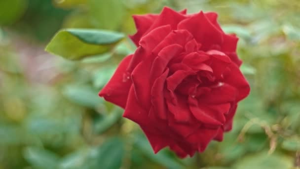 Rosa fresca grande no vento — Vídeo de Stock