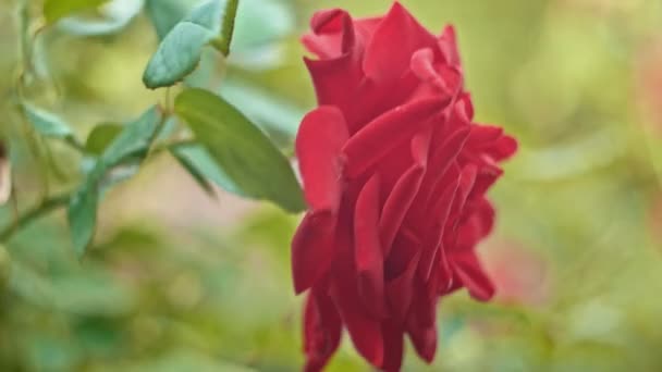 Grande rose vue de côté au ralenti — Video