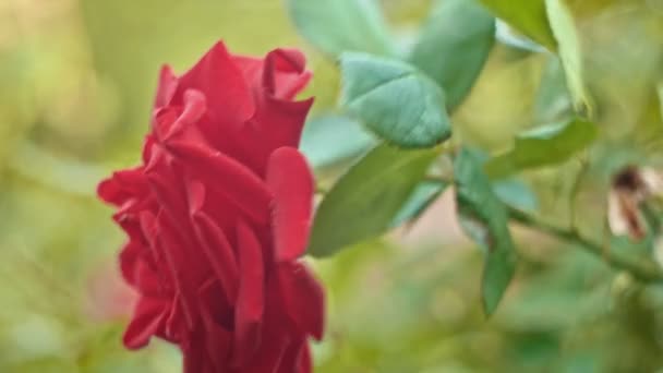 Big red rose in slow motion moving on wind — Stock Video