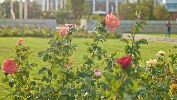 Rosenbüsche bewegen sich im Wind — Stockvideo